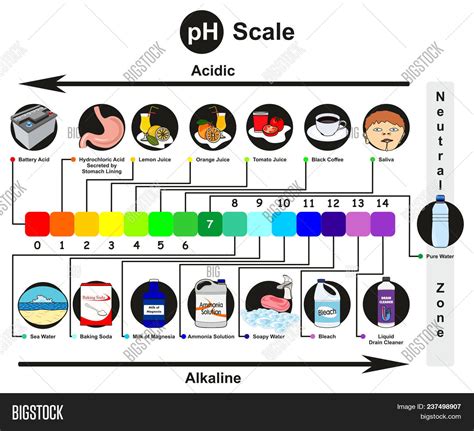 PH Scale Infographic Image & Photo (Free Trial) | Bigstock