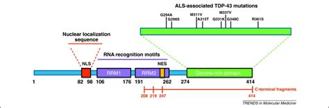 TDP-43 functions and pathogenic mechanisms implicated in TDP-43 ...