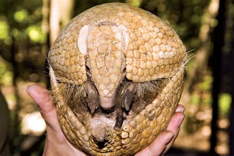 Armadillo | 9-Banded Species, Habitat & Diet | Britannica