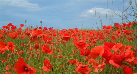 The History of the ANZAC Day Poppy – Lucy's Florist