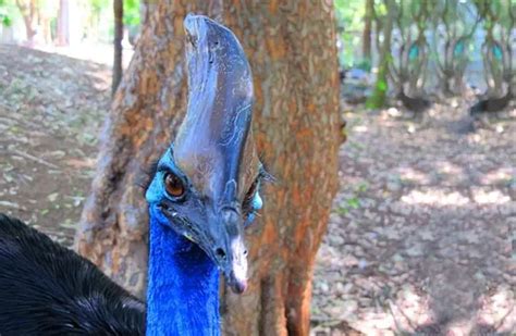 Cassowary - Description, Habitat, Image, Diet, and Interesting Facts