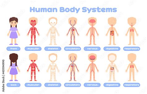 Top 143+ Cartoon body systems - Tariquerahman.net