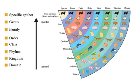 Free Editable Taxonomy Examples | EdrawMax Online