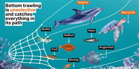 What is bottom trawling? How it works and environmental impact | ClientEarth