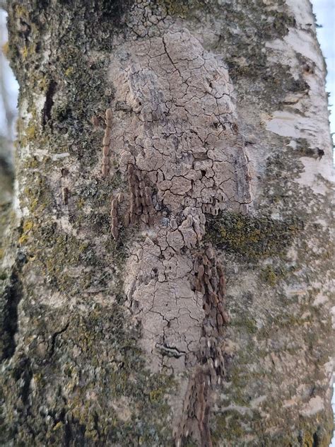 What are a Spotted Lanternfly’s Natural Enemies?