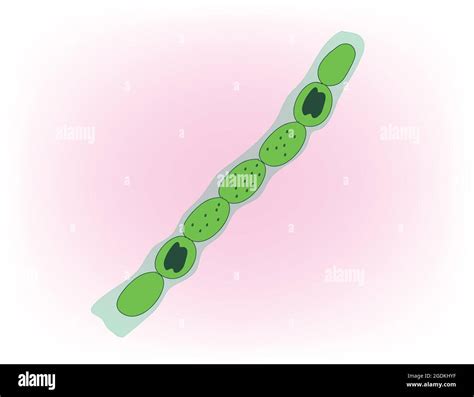 Nostoc structure Cut Out Stock Images & Pictures - Alamy