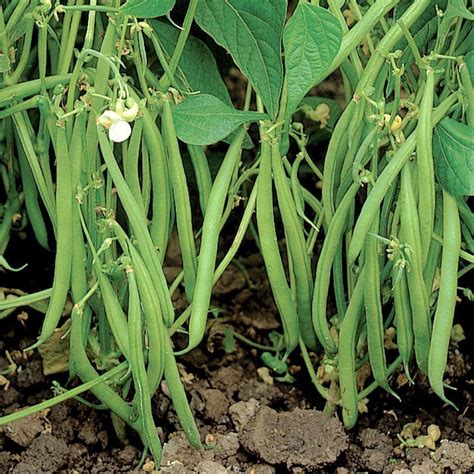 Blue Lake 274 Green Bean Seeds bush Non GMO Stringless USA - Etsy