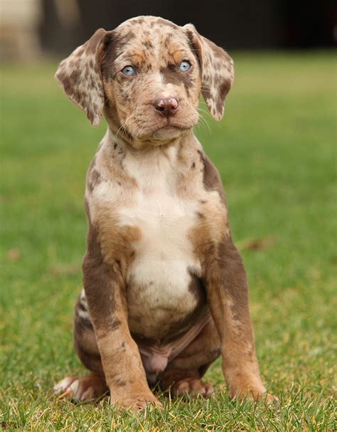 Are Catahoulas Good Dogs