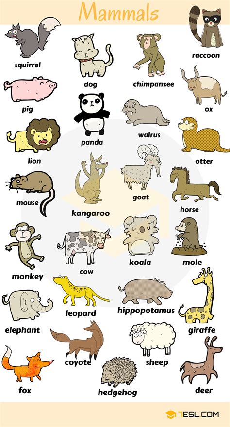 Learn Animals Vocabulary in English - ESLBUZZ