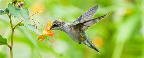 Birds and Flowers: More than just a pretty picture - Flying Lessons