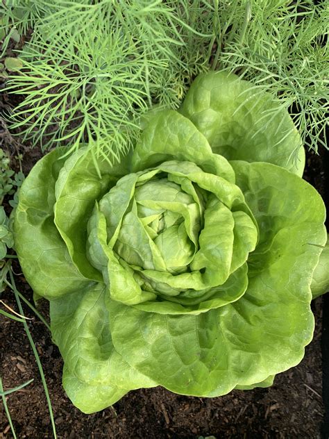 Growing Lettuce in Containers: A Beginner's Guide — Meadowlark Journal