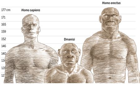 How strong were the Neanderthals and Early Modern Homo Sapiens? | by Rohan Talkad | Medium