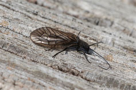 Alderflies (Arthropods of Rosewood Nature Study Area) · iNaturalist