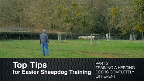 Top Tips for Sheepdog Training (Part 2) Training a Herding Dog is ...