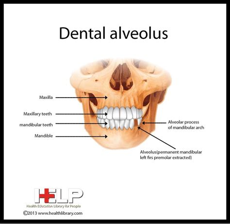 Dental Alveolus | Zahnaufhellung, Zähne