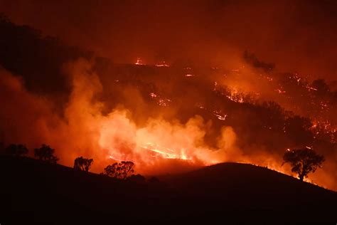 Australia’s Bushfires Expose an Extinction Crisis Decades in the Making