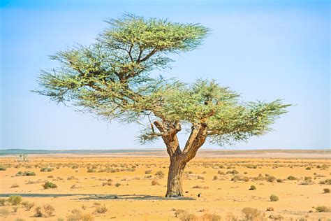 Daily Photo - Desert Tree | Richard Davis Photography