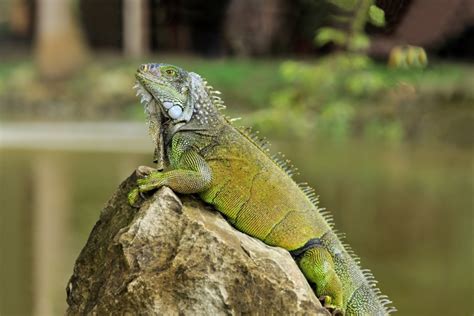 Green Iguana Facts and pictures | Reptile Fact