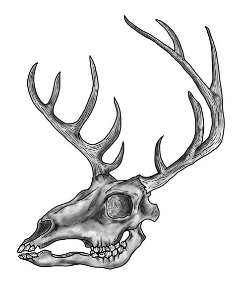 Free Drawings Of Deer Skulls, Download Free Drawings Of Deer Skulls png ...