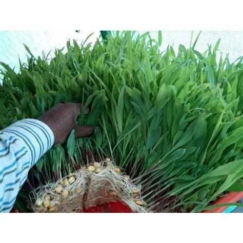 Green fodder - Hydroponics Fodder Machine Manufacturer from Pune