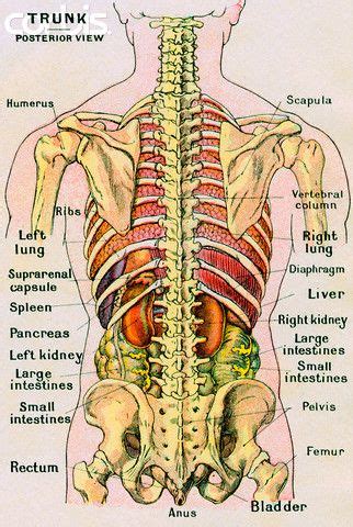 Internal Organs Human Body Back View : Image Showing Internal Organs In The Back / Realistic ...