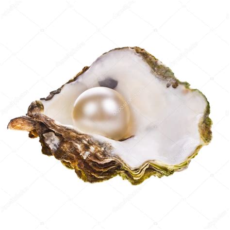 Big pearl in an oyster shell — Stock Photo © vanazi #27606373