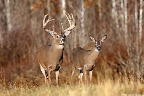 Interesting facts about white-tailed deer | Just Fun Facts