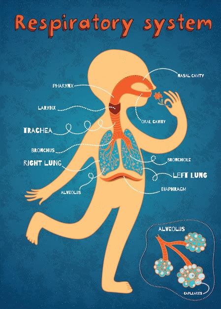 Human Respiratory System Cartoon