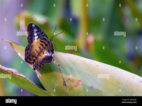 Brown Clipper Butterfly "Parthenos sylvia philippensis" sitting on leaf. Insects wings open ...