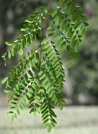 Black Locust - Institute of Food and Agricultural Sciences - University of Florida, Institute of ...