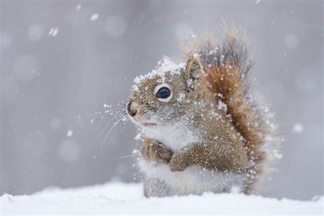 Winter Snowfall Squirrel - HD Wallpaper