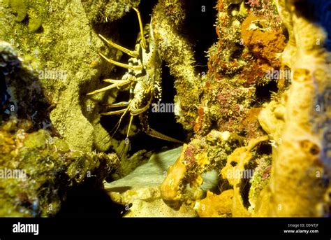 Cayman Islands Sept 1994 Digital Slides Conversions,Scuba Diving,Divers,Coral, Underwater ...