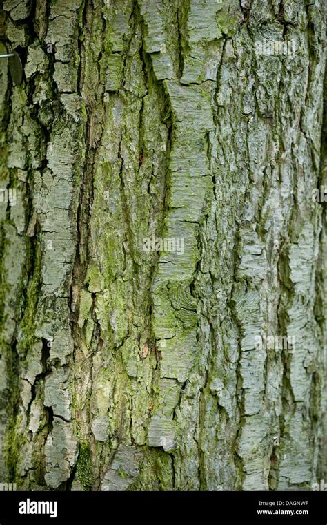 common alder, black alder, European alder (Alnus glutinosa), bark Stock Photo, Royalty Free ...