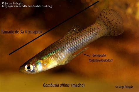 Gambusia affinis - 5361 - Biodiversidad Virtual / Hábitats