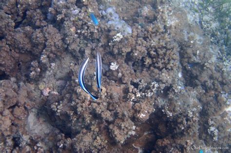 Snorkeling at Dravuni Island, Fiji