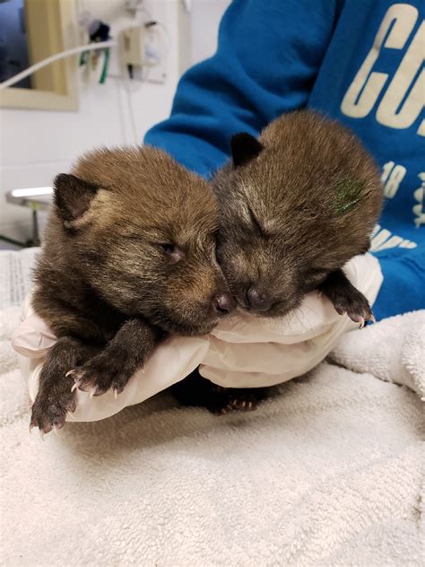 coyote pups.jpg | Cornell Wildlife Health Lab