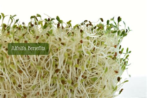 Alfalfa Plant: What Is Alfalfa And The Alfalfa Benefits?