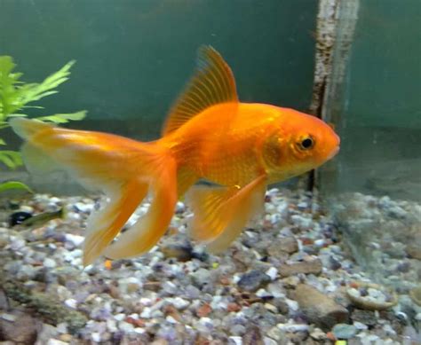 Fancy goldfish types: 20 varieties of fancy goldfish | The Goldfish Tank