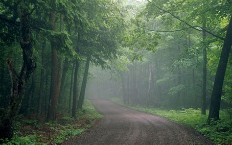 🔥 Free Download Road Through Foggy Forest Wallpaper by @michelles | WallpaperSafari