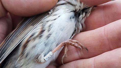 Hertfordshire rare sighting of little bunting 'very special' - BBC News