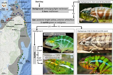 Up to 11 stunningly colorful chameleon species discovered in Madagascar