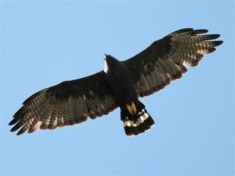 10 Species Of Hawks In Nova Scotia – Picture And ID Guide