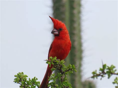 Vermilion Cardinal (Cardinalis phoeniceus) Cardinal Birds, Vermilion, Bird Photo, Bird Species ...