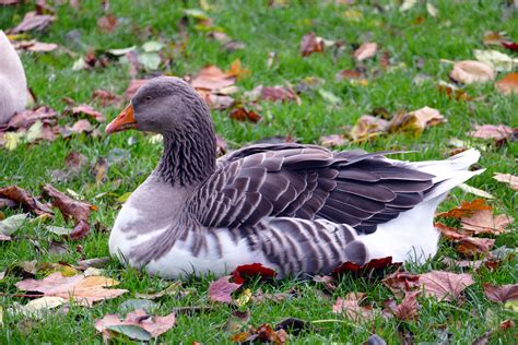 Three White Ducks · Free Stock Photo