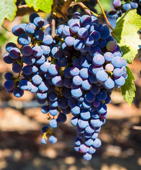 The Foundation of Chilean Wine, From Grape to Glass | VinePair