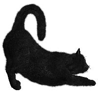 Download Kitten Png Image Download Picture HQ PNG Image | FreePNGImg