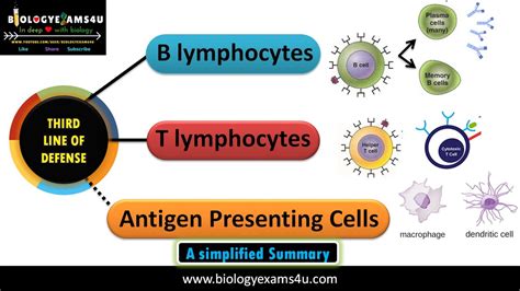 Third Line of Defense of Immune system|| B cell and T Cell mediated ...