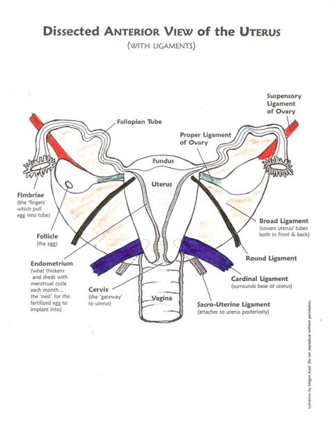 357 best uterus images on Pinterest | Ultrasound, Medicine and Pelvic inflammatory disease