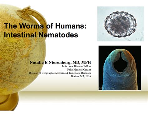 The Worms of Humans: Intestinal Nematodes - The CRUDEM Foundation, Inc