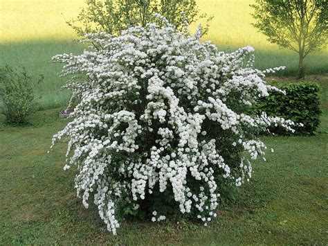 11 Deer Resistant Plants, Shrubs, & Trees Perfect for Bozeman and Big ...